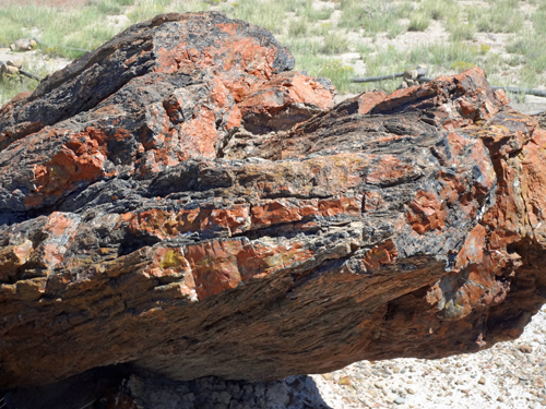 the base of Old Faithful in the Petrified Forest